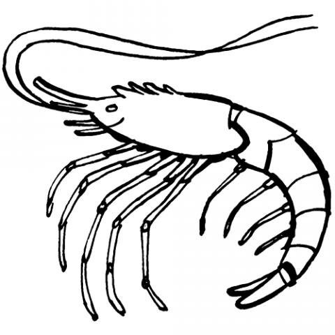 gamba 0